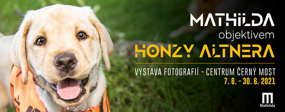 Když oči mají 4 nohy: Výchova vodicích psů objektivem Honzy Altnera Když oči mají 4 nohy: Výchova vodicích psů objektivem Honzy Altnera