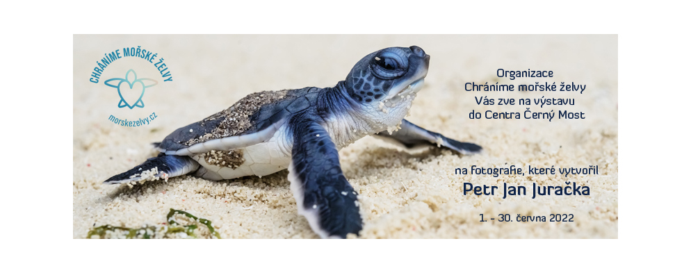Výstava mořské želvy Výstava mořské želvy