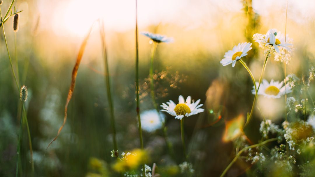 Midsommarfavoriter Midsommarfavoriter