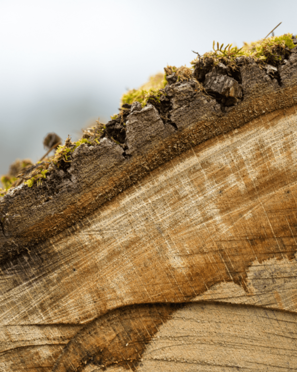 Cross-section of a Garry oak log with moss on the bark