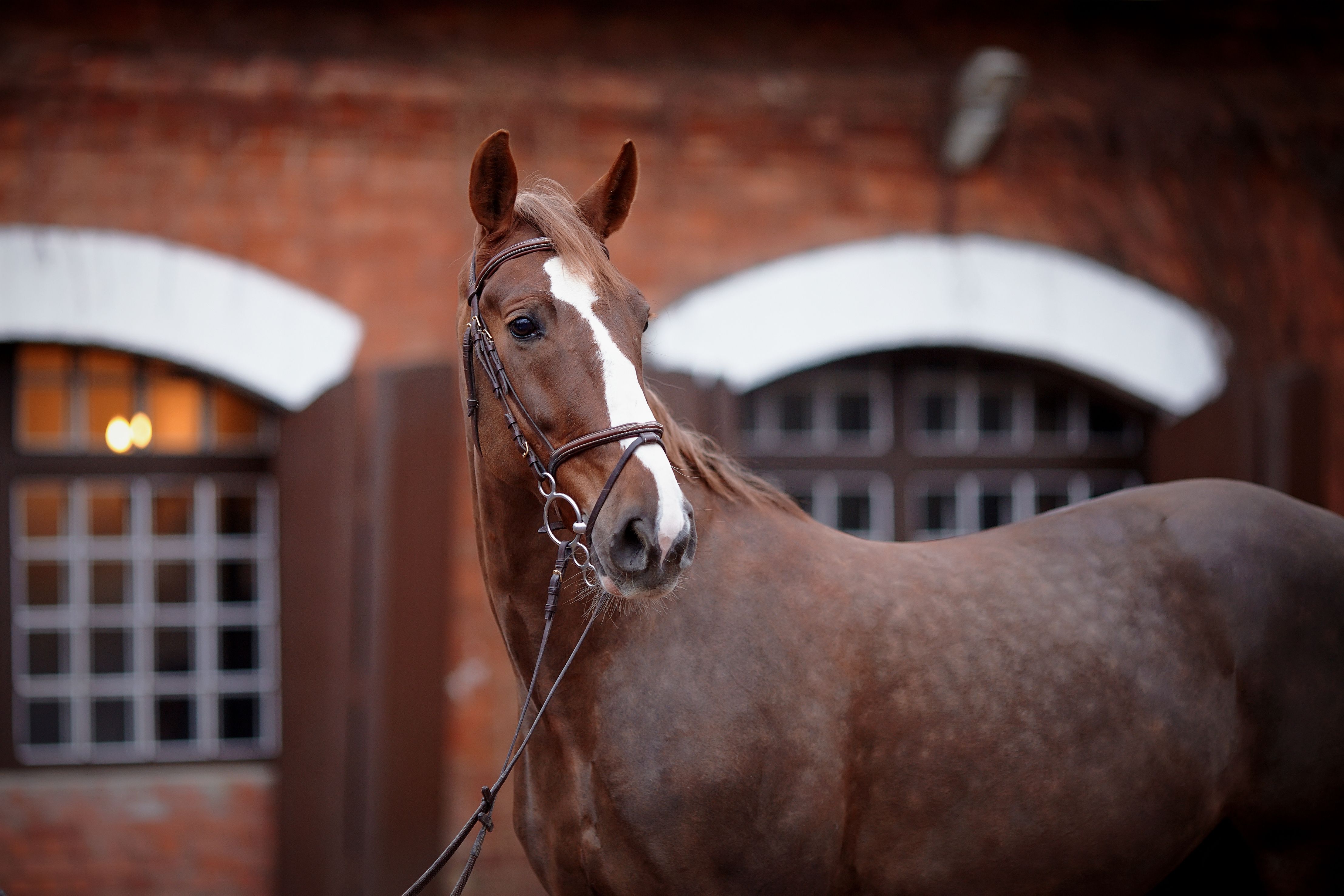 Westminster Race Horses®