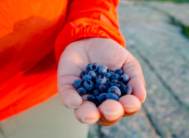 handful of wild blueberries