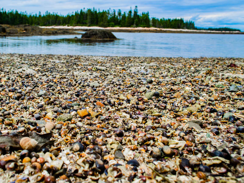 snails on beach