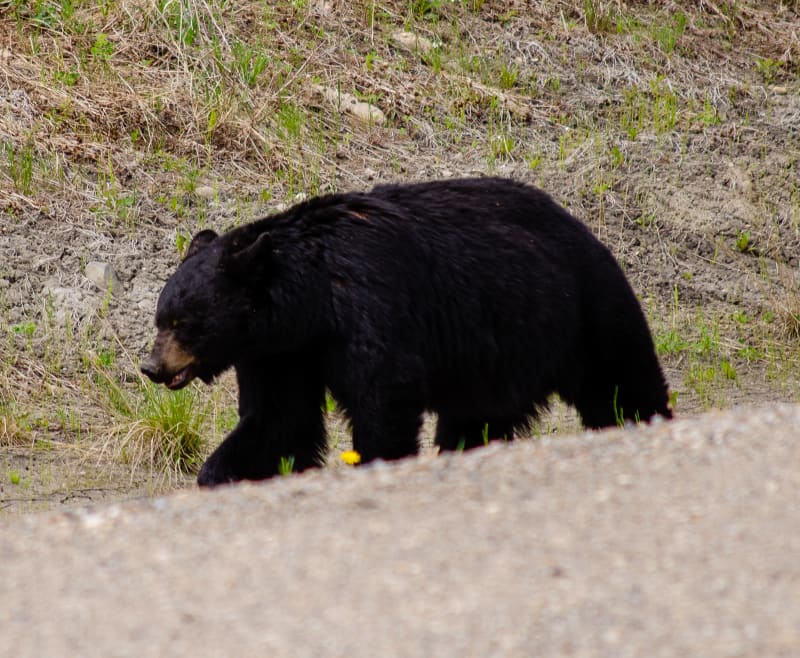 close up of a black bear along the road