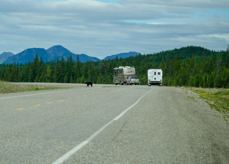 a bear on the shoulder of the road with two rvs parked nearby