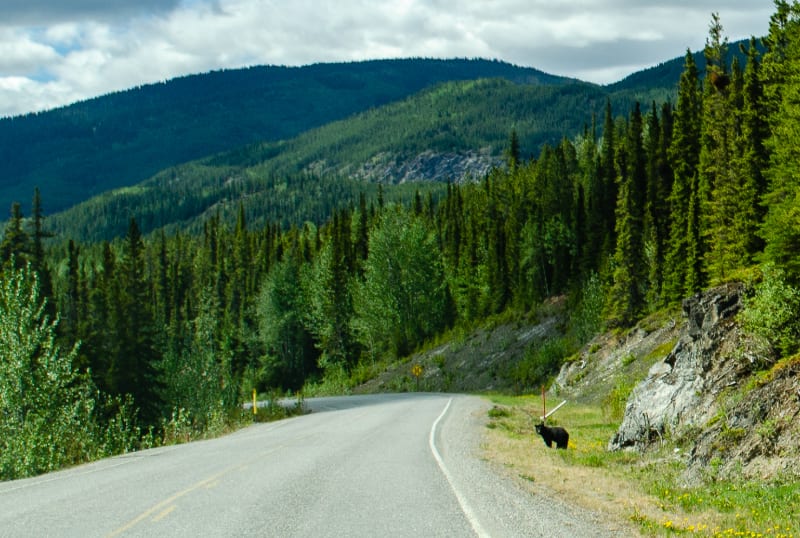 a black bear along the road