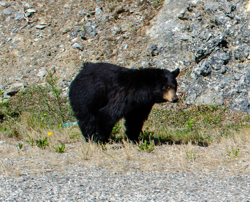 a black bear