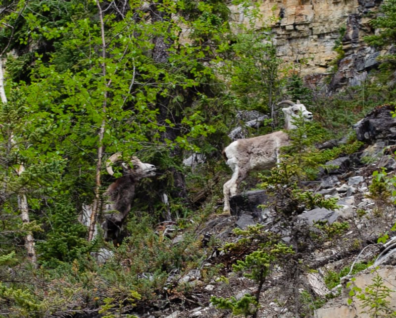 bighorn sheep climbing on a cliff