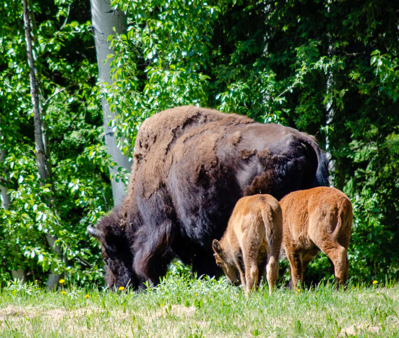 a buffalo with two calves