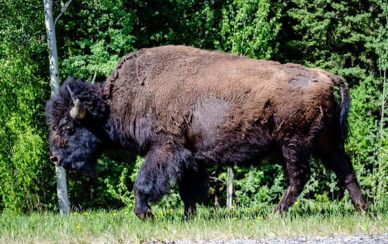 a buffalo