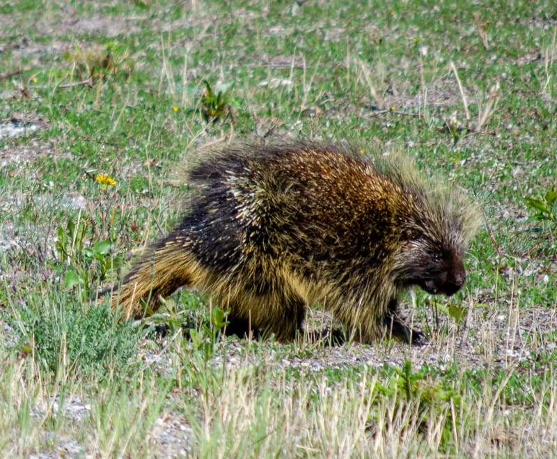 a porcupine along the road