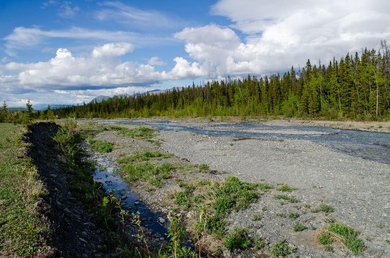 a braided creek running along a forest