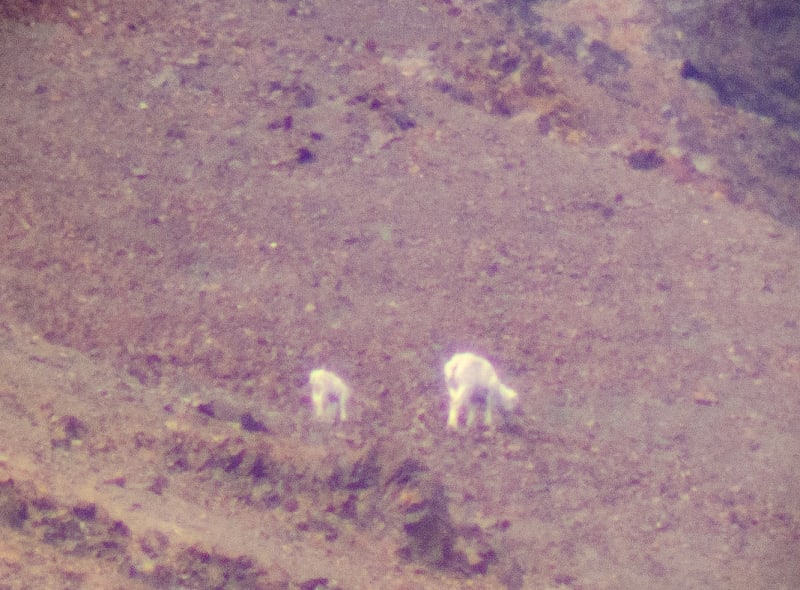 small fuzzy sheep on a mountain side