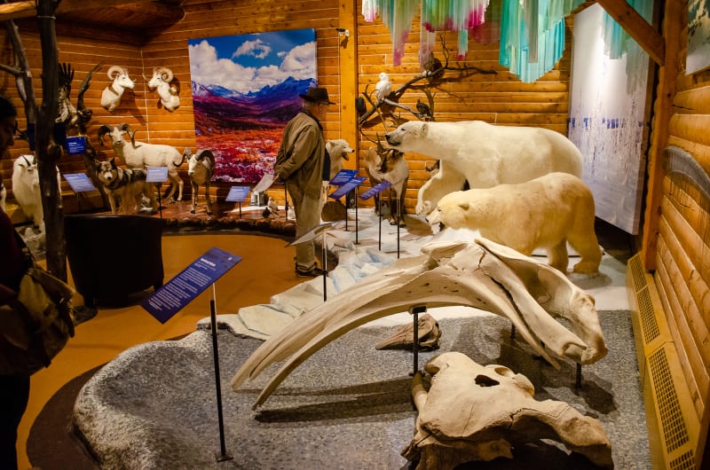 many taxidermied animals common to the yukon region