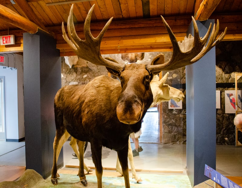 a large taxidermied moose