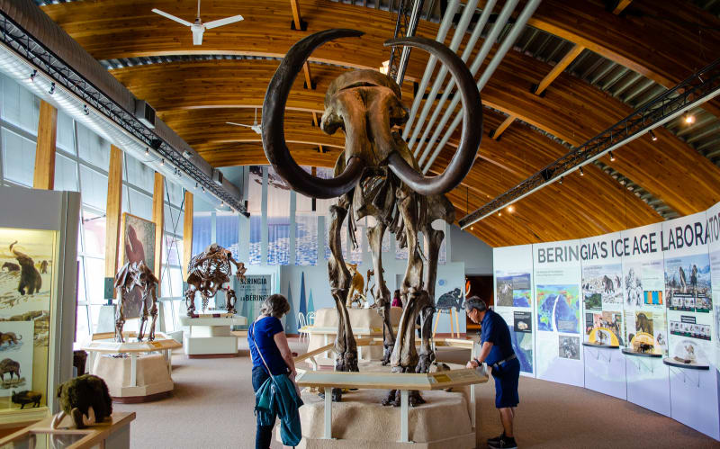 a wooly mammoth skeleton