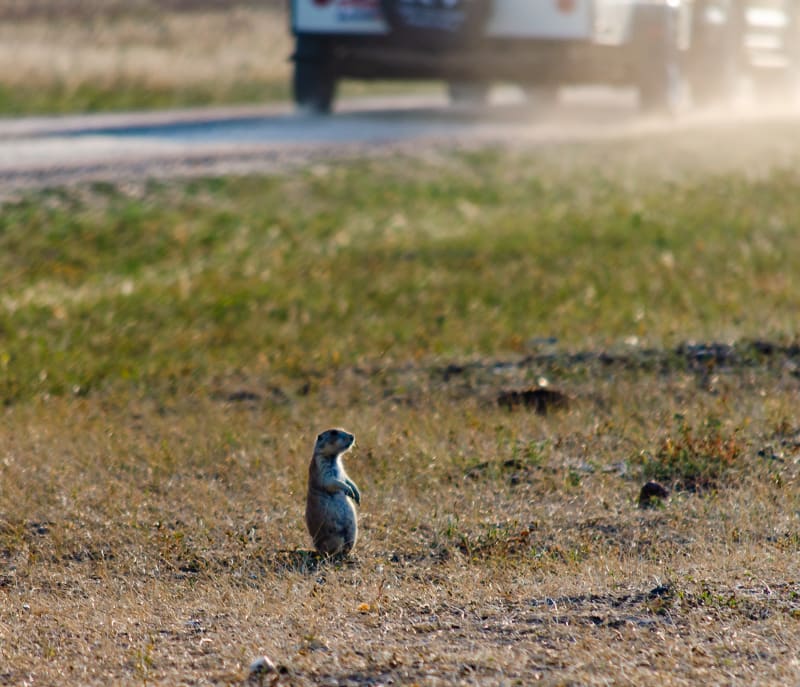 prairie dog standing with car in background
