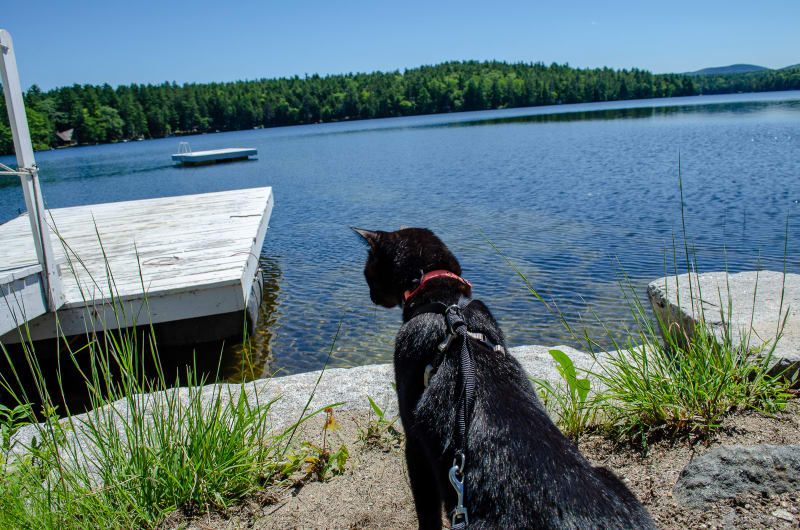 Ollie checking out the water