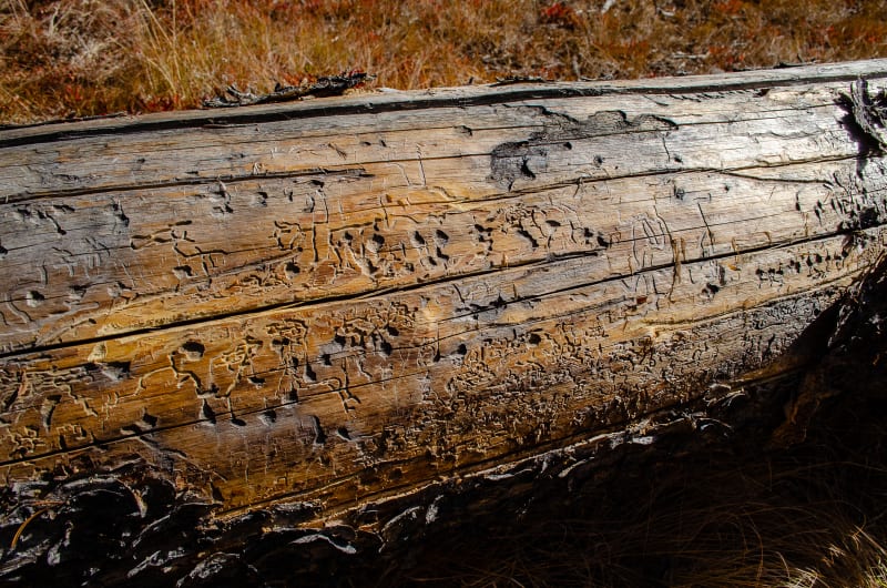 tree with carvings created by bugs