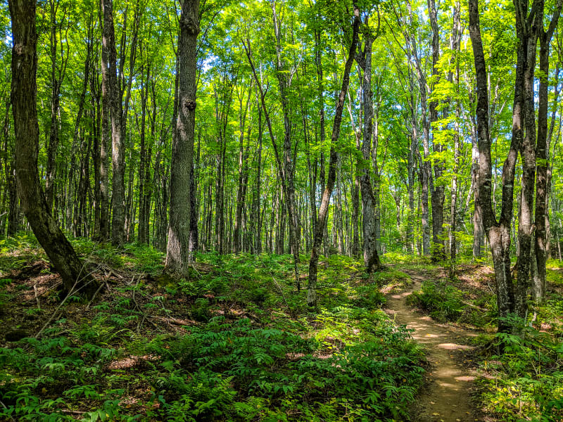 hiking through the forest