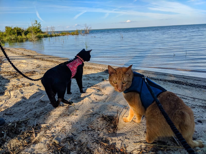 ollie and mango exploring the lakeshore beach