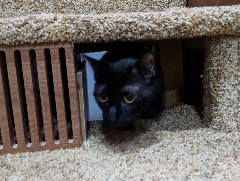 Ollie testing the litter box ramp.