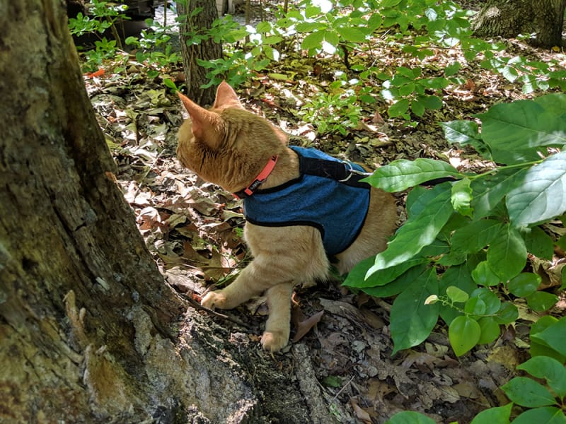 Mango exploring around the RV.