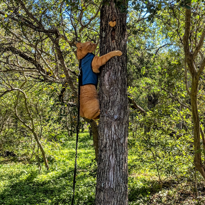 mango climbing a tree