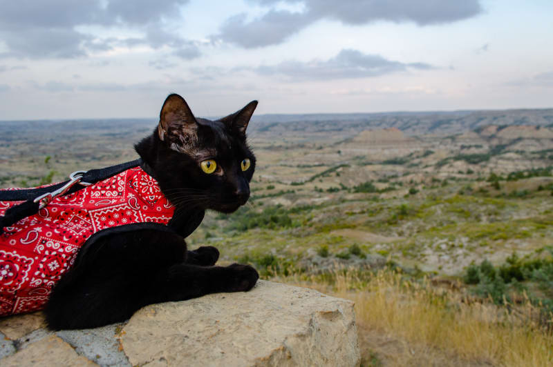 ollie sitting on a wall overlooking a canyon