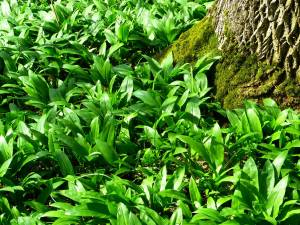 Bärlauch im Wald Bärlauch im Wald
