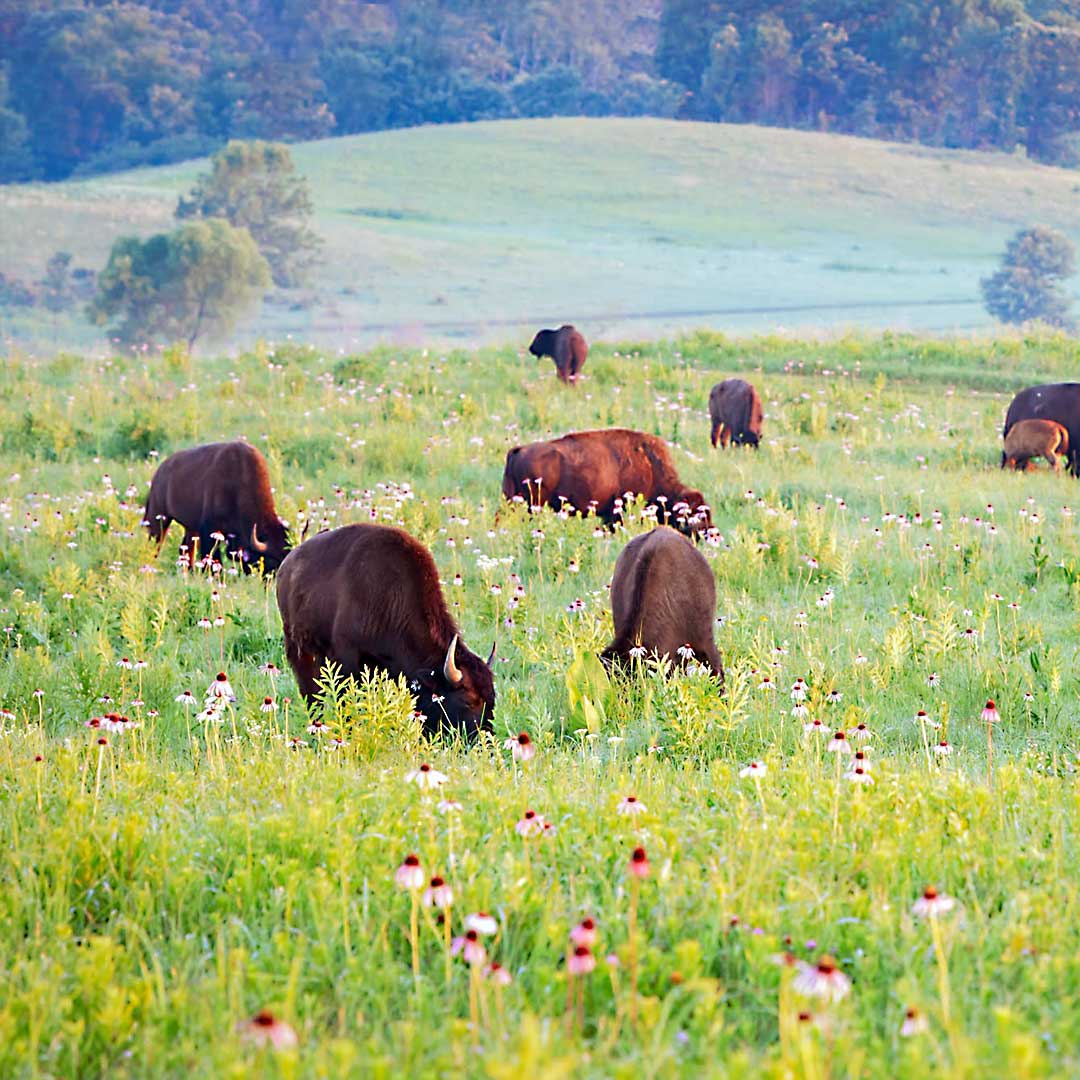 July Nature Tours at Nachusa Grasslands