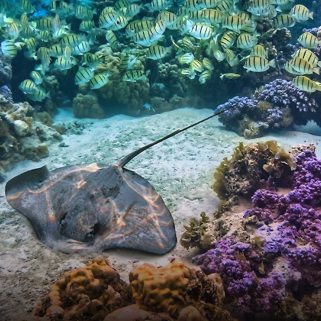 Scenic Art Loop Art Exhibition at  the Coliseum