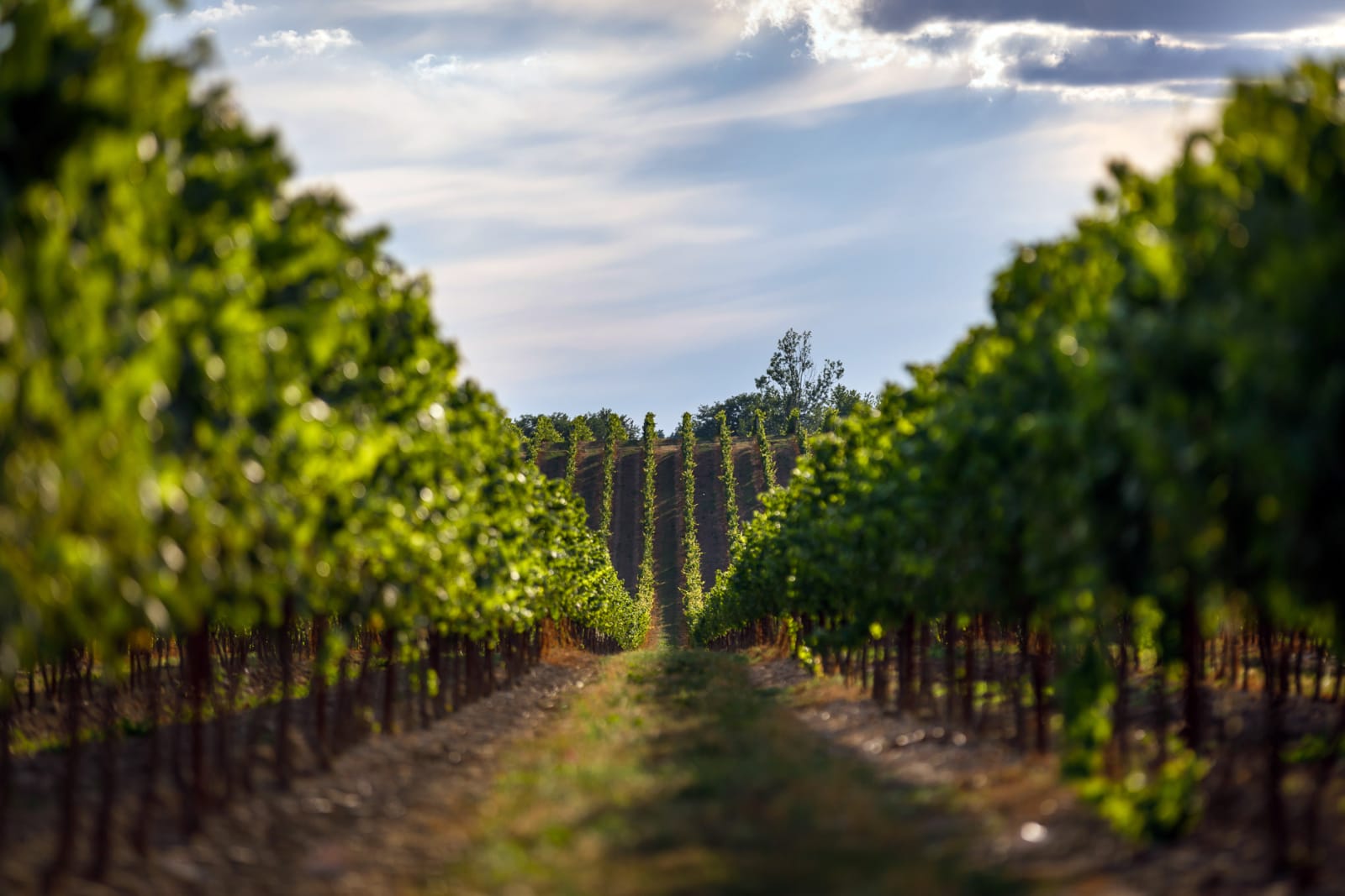 Wines of Ontario
