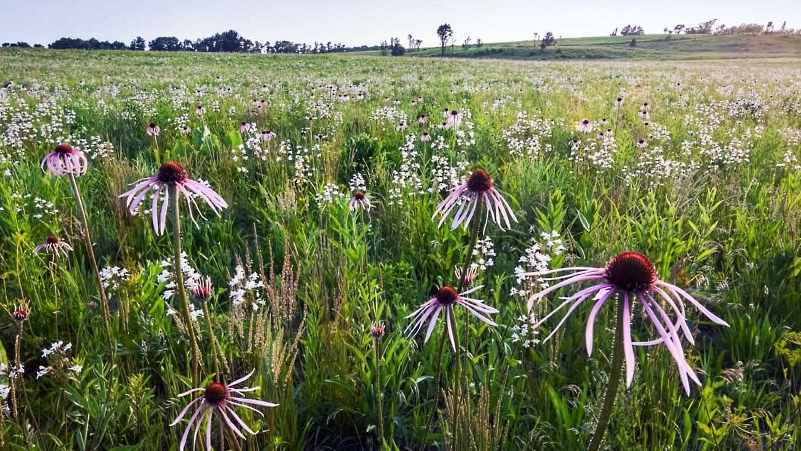 Nachusa Grasslands August Nature Tours