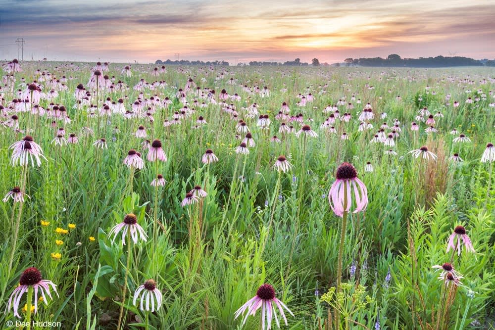 June Nature Tours at Nachusa Grasslands