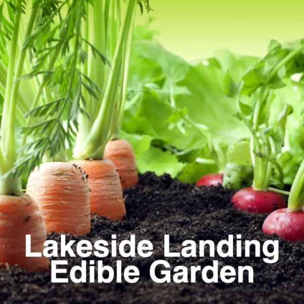 Free edible gardening classes, fun for preschoolers to grandparents! Email lakeside@mainfare.com for the monthly newsletter. 