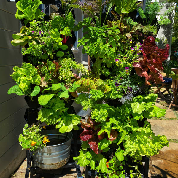 Planted Wall (2-sided/36-pots)
Want to grow your own food but lack space for a garden? Our vertical garden planter is just what you need. It's on wheels, easy-to-move and self-watering. The planter fits in small spaces like balconies and comes with 36 seedlings, pots, soil & amendments, a microgreens kit, easy instructions, training videos and virtual support from garden coaches. Replenish your seedlings and microgreen seeds with our subscription service.