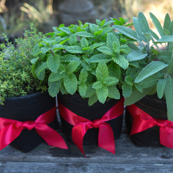 Herb Garden Kit. Makes a Great Gift for Someone Who Loves Cooking with Fresh Herbs

Give the simplicity of an herb garden. With 3 organically grown herbs—mint, thyme and oregano, your recipient can make their own teas or add fresh flavor to recipes. It also includes 3 half-gallon pots, soil and soil amendments, a garden journal and garden stakes. The best part? The plants will produce all year in the right growing conditions!