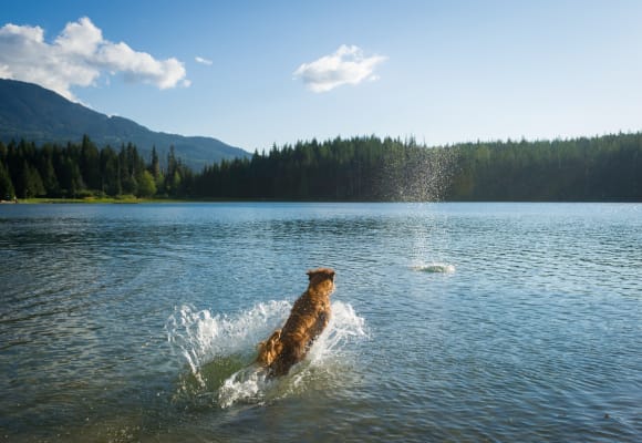 Dog Playing in Lost Lake (photo: Tourism Whistler / Mike Crane)