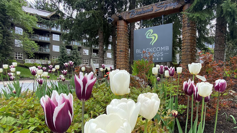 Blackcomb Springs Suites Photo 16