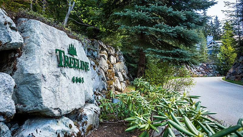 Treeline Photo 4
