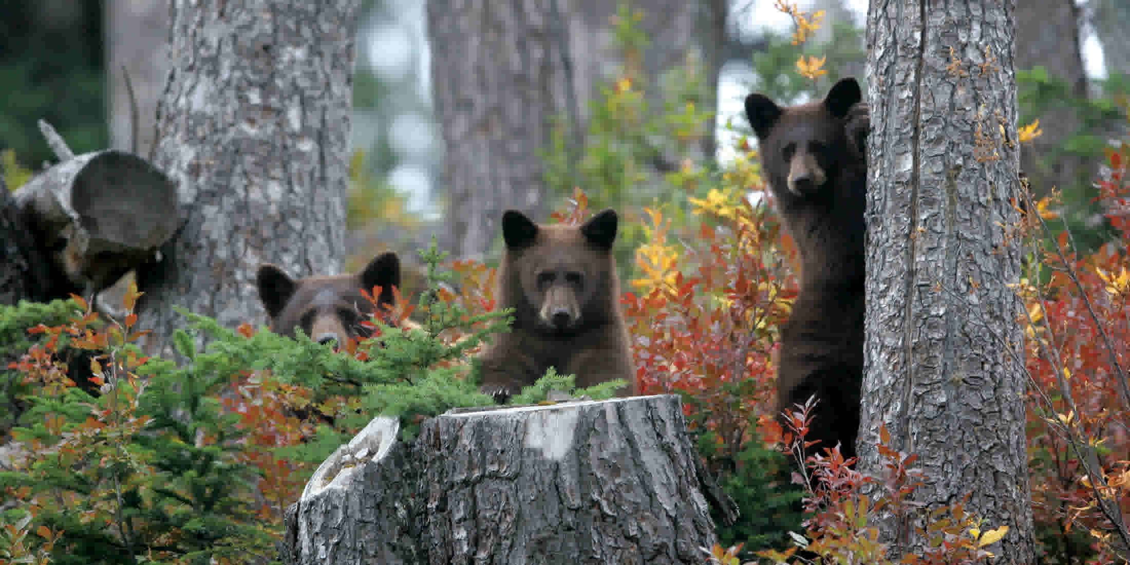 Bear Viewing Whistler