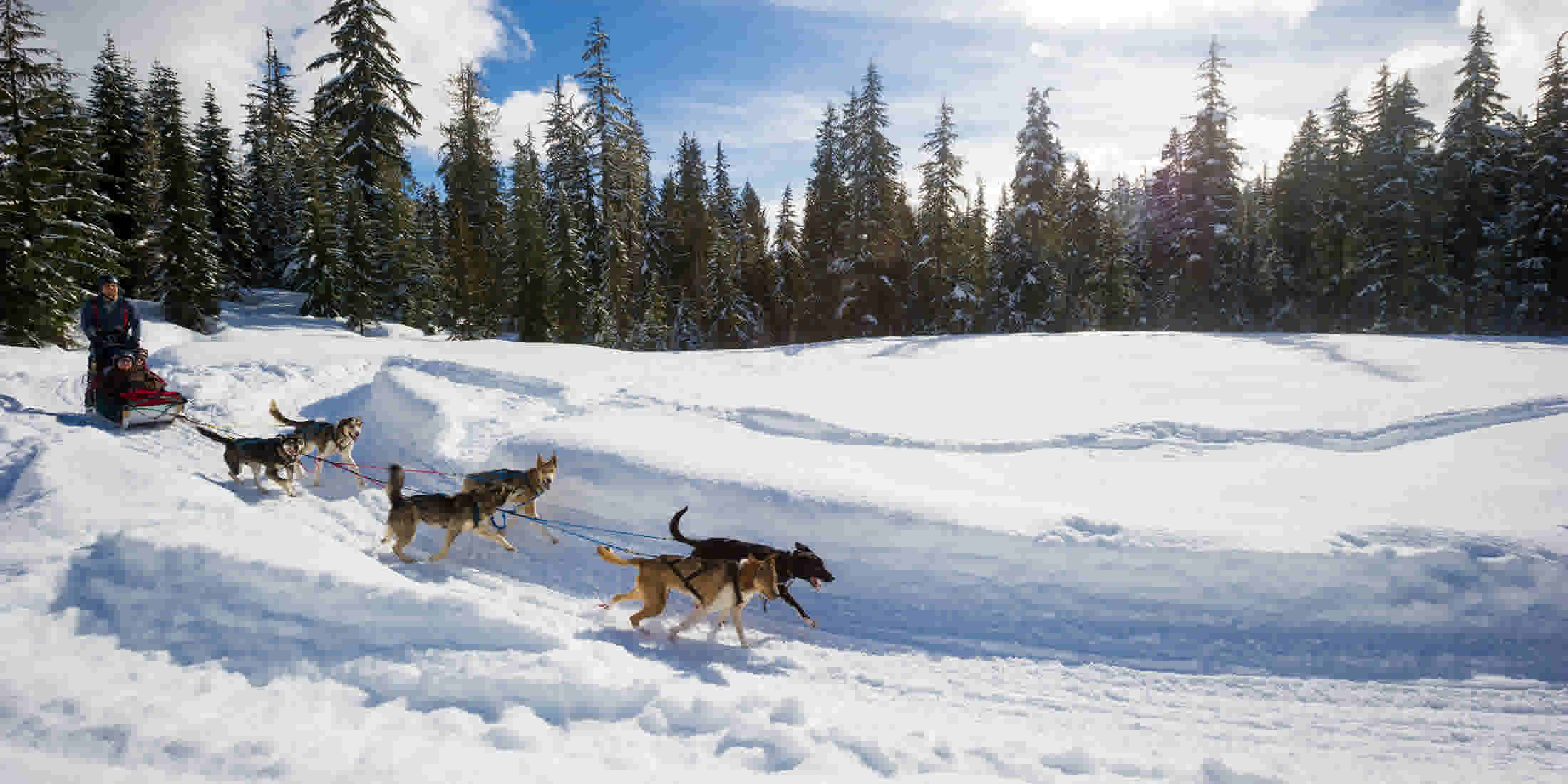 Dog Sledding in Whistler