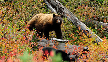 Bear Viewing