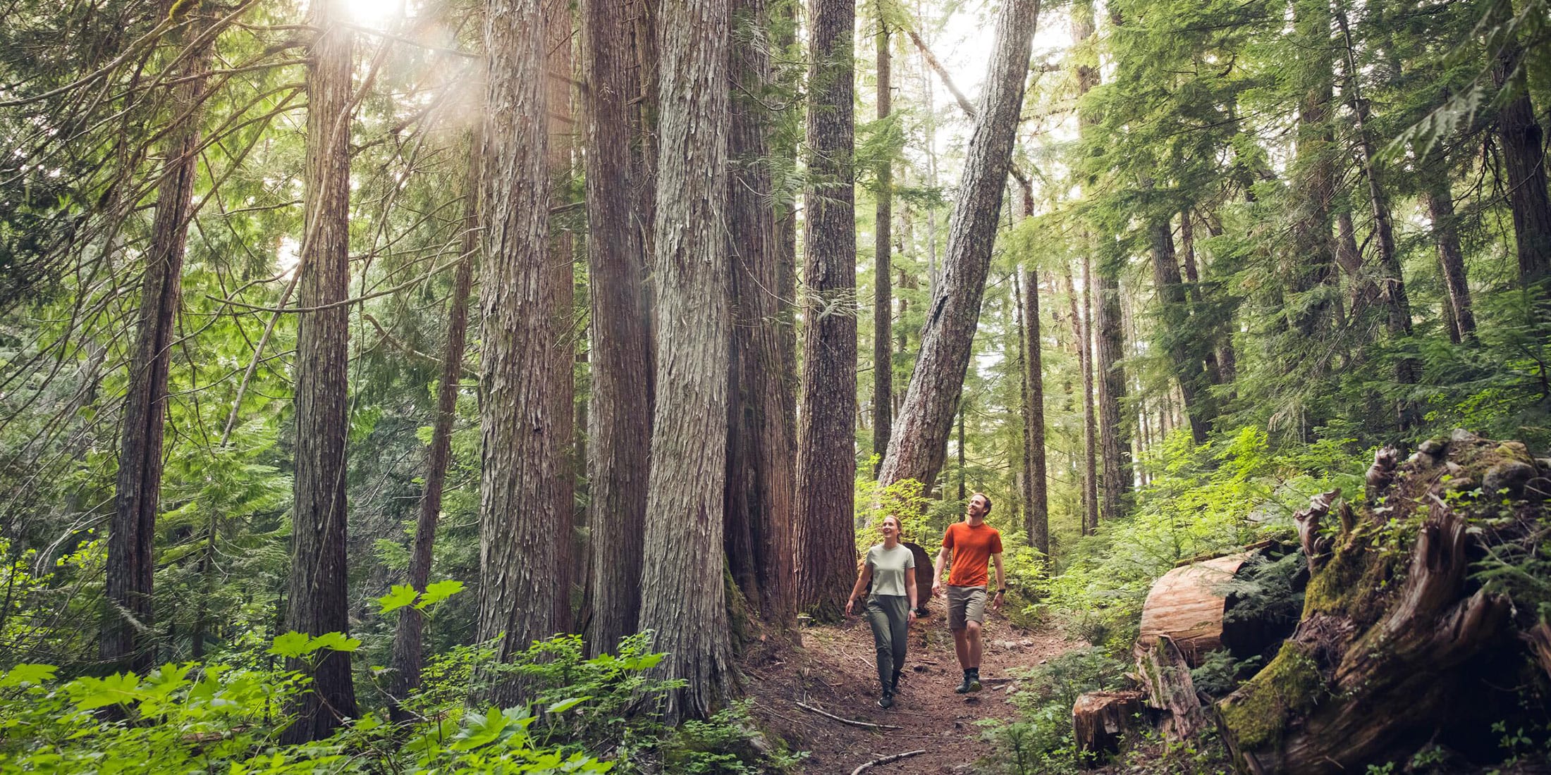 Two people forest bathing on the Ancient Cedars trail in Whistler