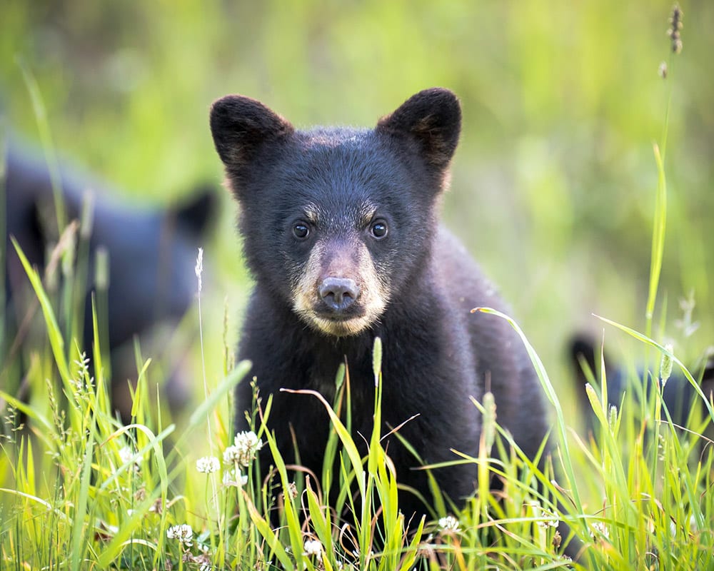 A black bear sitting in the grass in Whistler