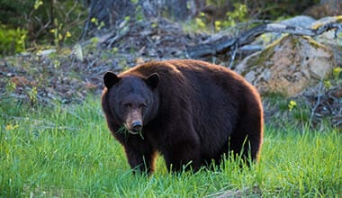 Bear Viewing