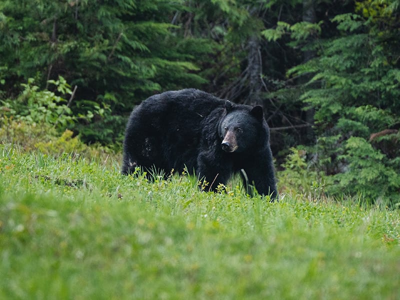 Black bear walking through grassy clearing at the edge of Whistler forest.