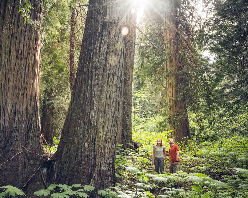 Two people adventuring through the forest in spring