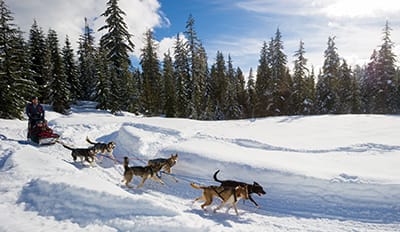 Whistler Dog Sledding